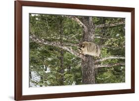 Racoon (Raccoon) (Procyon Lotor), Montana, United States of America, North America-Janette Hil-Framed Photographic Print