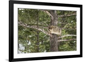 Racoon (Raccoon) (Procyon Lotor), Montana, United States of America, North America-Janette Hil-Framed Photographic Print