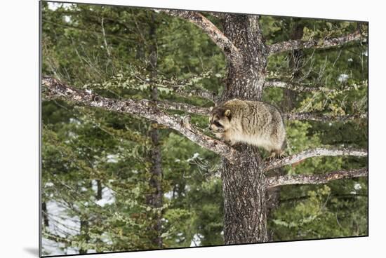 Racoon (Raccoon) (Procyon Lotor), Montana, United States of America, North America-Janette Hil-Mounted Photographic Print