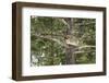 Racoon (Raccoon) (Procyon Lotor), Montana, United States of America, North America-Janette Hil-Framed Photographic Print