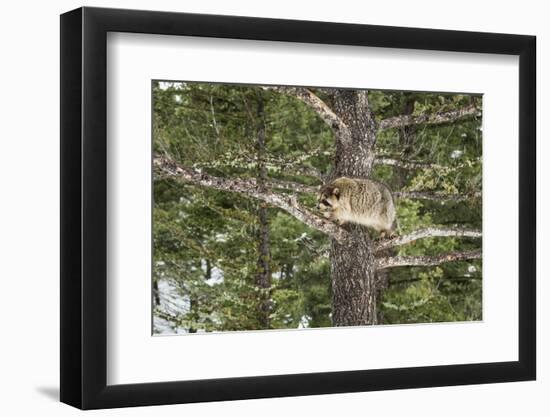 Racoon (Raccoon) (Procyon Lotor), Montana, United States of America, North America-Janette Hil-Framed Photographic Print