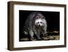 Racoon-Reiner Bernhardt-Framed Premium Photographic Print