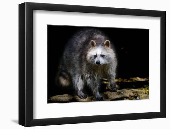 Racoon-Reiner Bernhardt-Framed Photographic Print