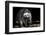 Racoon-Reiner Bernhardt-Framed Photographic Print