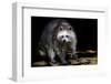 Racoon-Reiner Bernhardt-Framed Photographic Print