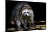 Racoon-Reiner Bernhardt-Mounted Photographic Print