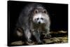 Racoon-Reiner Bernhardt-Stretched Canvas