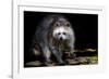 Racoon-Reiner Bernhardt-Framed Photographic Print