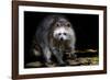 Racoon-Reiner Bernhardt-Framed Photographic Print