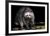 Racoon-Reiner Bernhardt-Framed Photographic Print