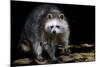 Racoon-Reiner Bernhardt-Mounted Photographic Print