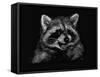 Racoon-Geraldine Aikman-Framed Stretched Canvas
