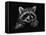 Racoon-Geraldine Aikman-Framed Stretched Canvas