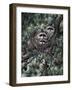 Racoons-Jeff Tift-Framed Giclee Print