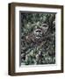 Racoons-Jeff Tift-Framed Giclee Print