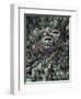 Racoons-Jeff Tift-Framed Giclee Print