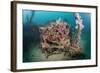 Radial Engine of the Dauntless Dive Powerful Striker Aircraft Wreck, Marovo Lagoon, the Solomon Isl-Reinhard Dirscherl-Framed Photographic Print