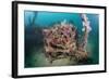 Radial Engine of the Dauntless Dive Powerful Striker Aircraft Wreck, Marovo Lagoon, the Solomon Isl-Reinhard Dirscherl-Framed Photographic Print