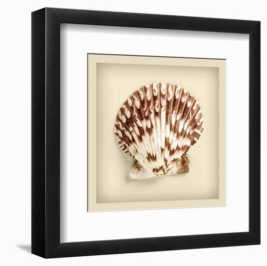 Radial Seashell-null-Framed Art Print