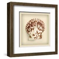 Radial Seashell-null-Framed Art Print