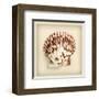 Radial Seashell-null-Framed Art Print