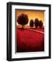 Radiance I-Gregory Williams-Framed Art Print