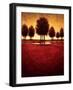 Radiance II-Gregory Williams-Framed Art Print