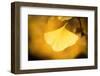 Radiance-Philippe Sainte-Laudy-Framed Photographic Print