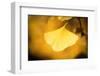 Radiance-Philippe Sainte-Laudy-Framed Photographic Print