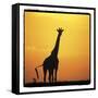 Radiant Africa 1-Susann Parker-Framed Stretched Canvas