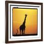 Radiant Africa 1-Susann Parker-Framed Photographic Print