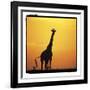 Radiant Africa 1-Susann Parker-Framed Photographic Print