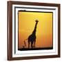 Radiant Africa 1-Susann Parker-Framed Photographic Print