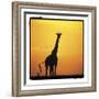 Radiant Africa 1-Susann Parker-Framed Photographic Print