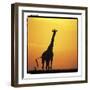 Radiant Africa 1-Susann Parker-Framed Photographic Print