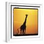 Radiant Africa 1-Susann Parker-Framed Photographic Print