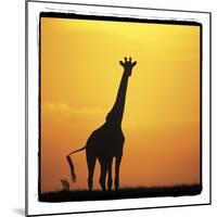 Radiant Africa 1-Susann Parker-Mounted Photographic Print