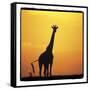 Radiant Africa 1-Susann Parker-Framed Stretched Canvas