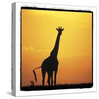 Radiant Africa 1-Susann Parker-Stretched Canvas