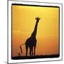 Radiant Africa 1-Susann Parker-Mounted Premium Photographic Print