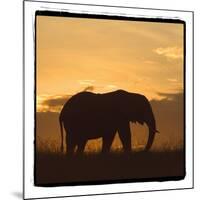 Radiant Africa 2-Susann Parker-Mounted Photographic Print