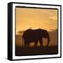Radiant Africa 2-Susann Parker-Framed Stretched Canvas