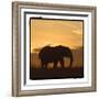 Radiant Africa 2-Susann Parker-Framed Photographic Print