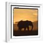 Radiant Africa 2-Susann Parker-Framed Premium Photographic Print