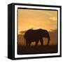 Radiant Africa 2-Susann Parker-Framed Stretched Canvas