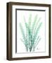 Radiant Banksia-Albert Koetsier-Framed Art Print