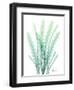 Radiant Banksia-Albert Koetsier-Framed Art Print