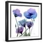 Radiant Bloom 1-Albert Koetsier-Framed Photographic Print