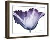 Radiant Blossom 1-Albert Koetsier-Framed Art Print