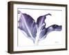 Radiant Blossom 2-Albert Koetsier-Framed Art Print